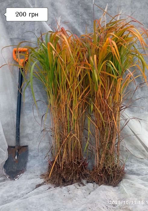 Міскантус Пурпуресценс (miscanthus Purpurencens)