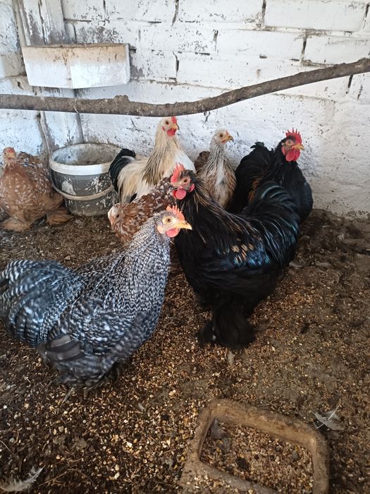 Kochiny małe młode