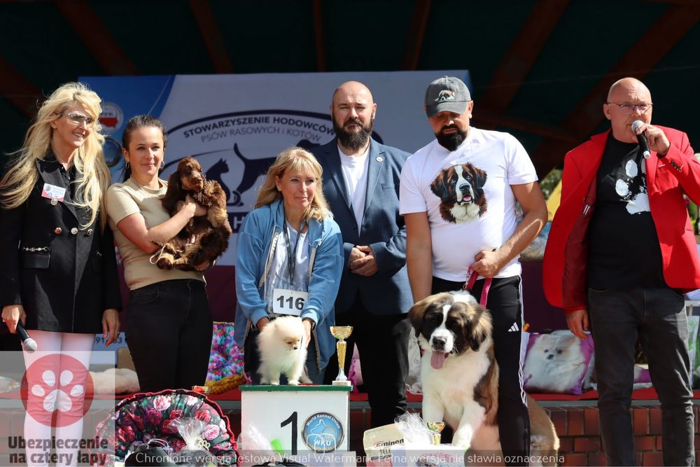 Carmen szpic pomeranian