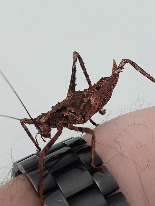 Prostoskrzydłe. Pemba sp.