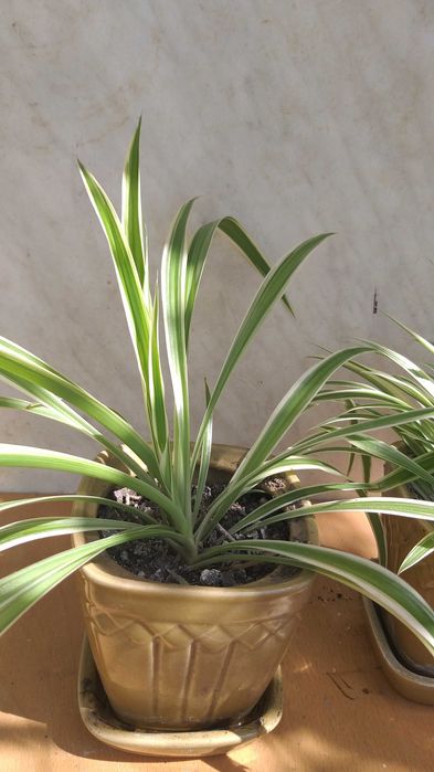 Хлорофитум, хлорофітум в керамічних горшиках