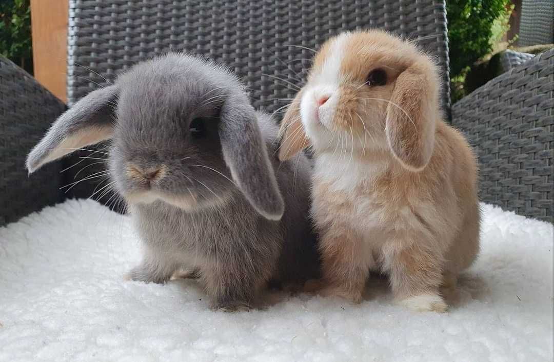 KIT Coelhos anões orelhudos, mini lop adoráveis e super inteligentes