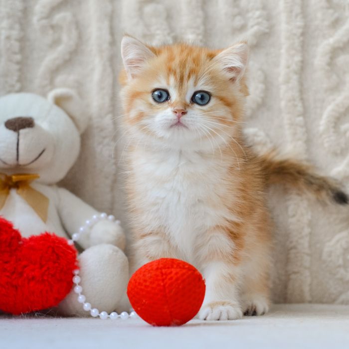 Золотиста дівчинка британка