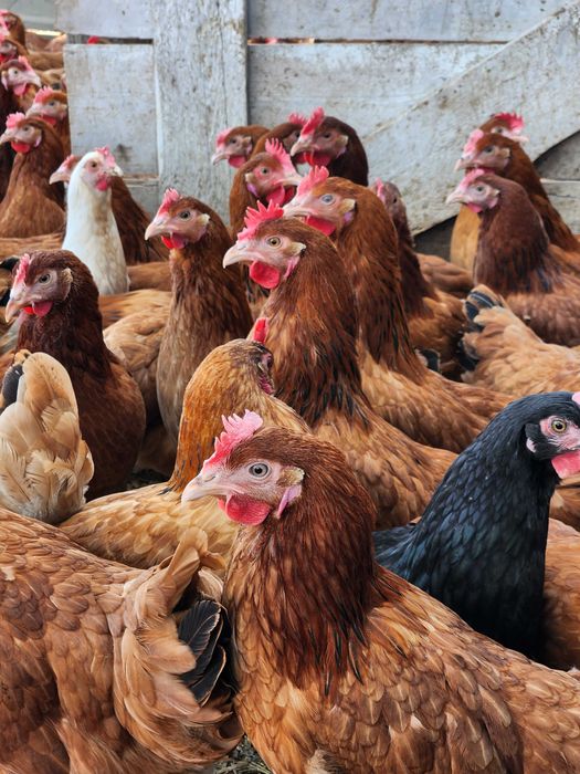 Kury nioski z jajkiem z wolnego wybiegu ! Rossa Dominant Leghorn !