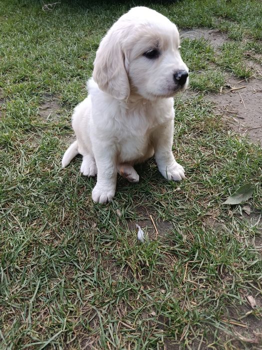 Szczeniak Golden Retriever
