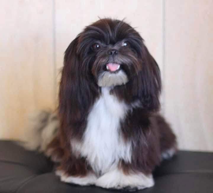 Czekoladowo- biały chlopiec Shih-tzu