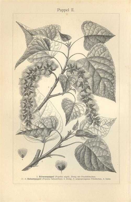 Liście drzew  piękne XIX w. grafiki do aranżacji wnętrza