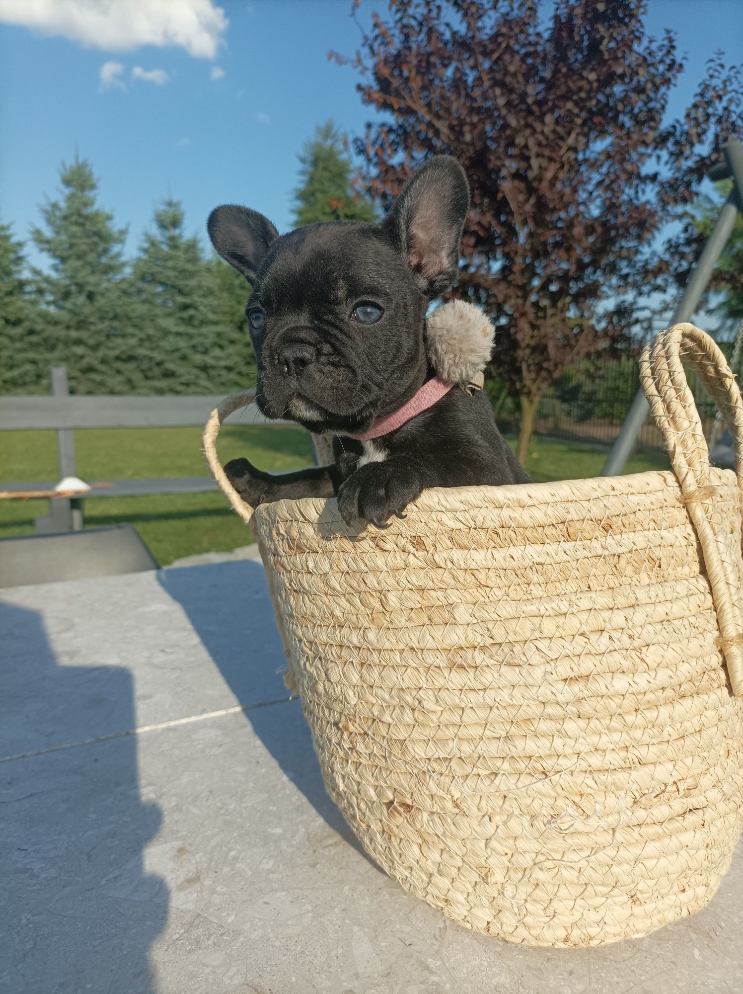 Buldog francuski