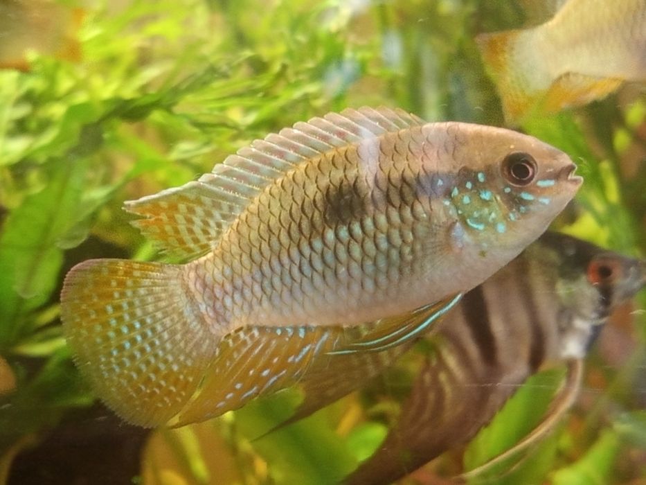 Akara Cętkowana dorosłe