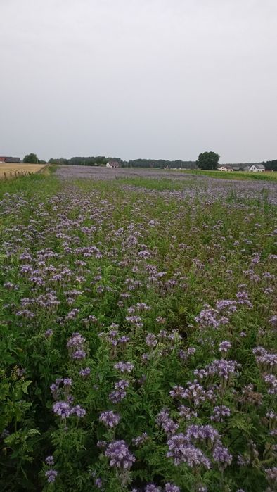 Miód od pszczelarza WIELOKWIATOWY pyszny i naturalny z wysyłką