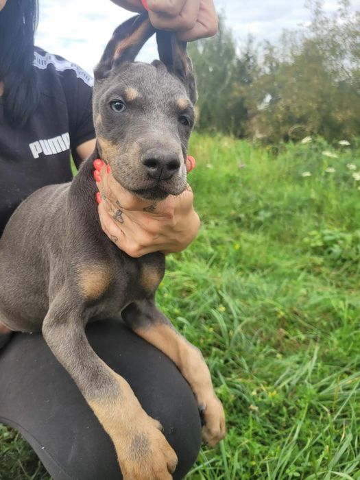 Niebieskie I czarne suki dobermanki po potężnych rodzicach gotowe do o