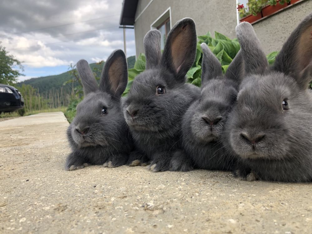 Кролики Вг