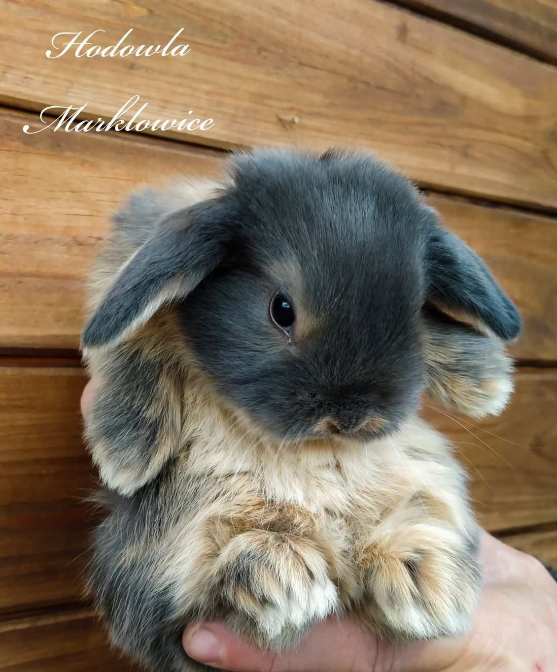 Królik karzełek baranek mini lop Tariza