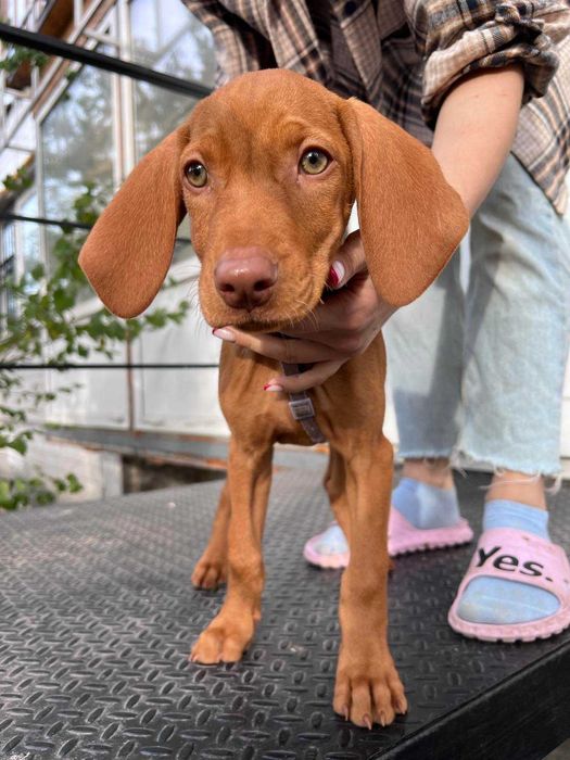 Венгерская выжла – активная, умная и преданная собака