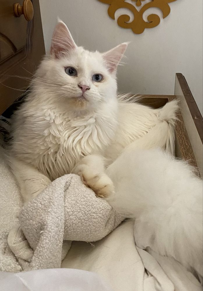 Котенок Мейн Кун