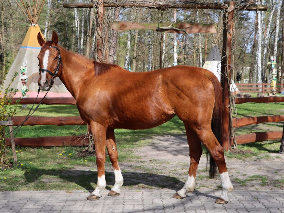 Klacz Sea of Fire xx 10 lat wymiana lub sprzedaż