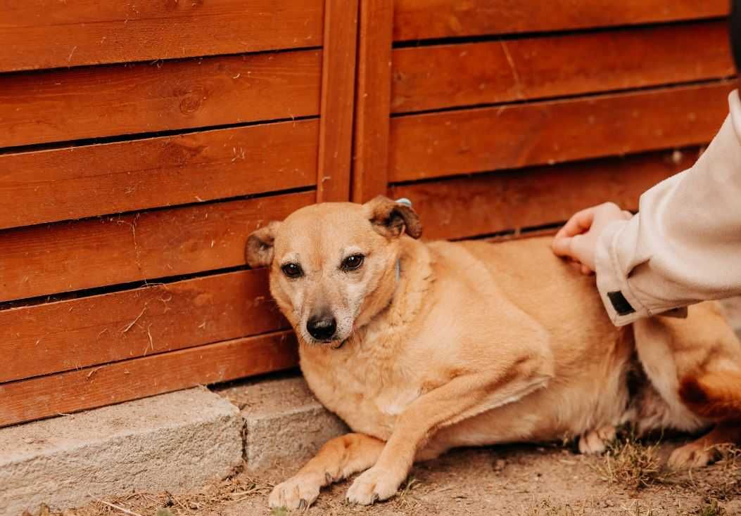 Schronisko ją przeraża, a bardzo chciałaby być kochana...