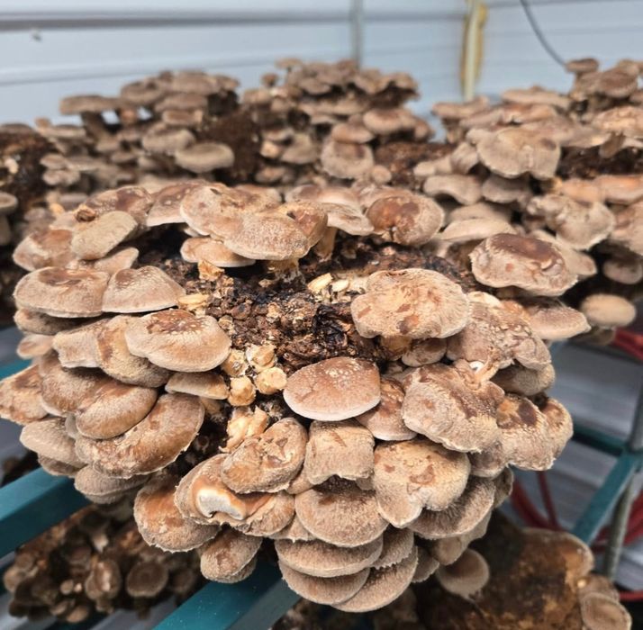 Блок для вирощування шиїтаке в домашніх умовах