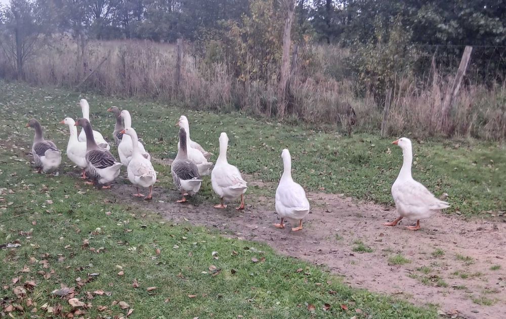 Sprzedam gęsi, indyki