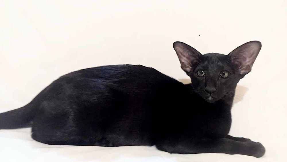 Оріентальна чорна кішка