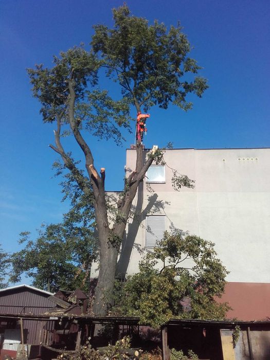 cięcie żywopłotów Formowanie krzewów ozdobnych pielęgnacja ogrodu