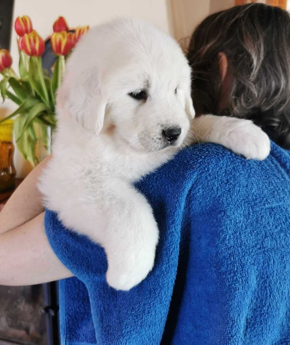 Owczarek podhalański szczenię rodowód ZKwP (FCI)