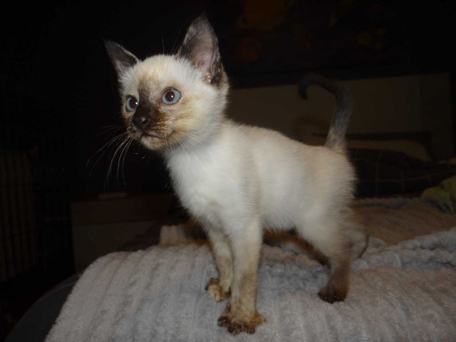 Três gatinhas para adoção responsável