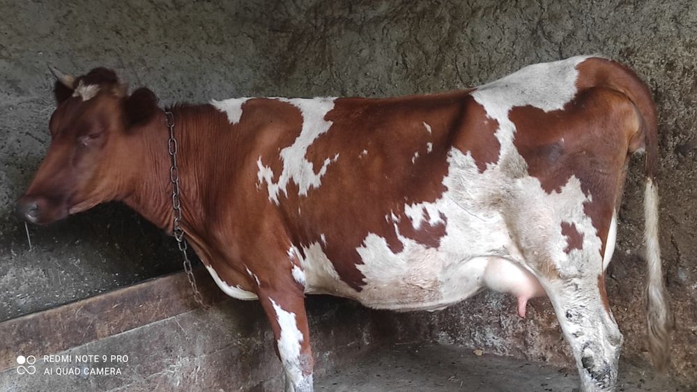 Продам корову породы айшир