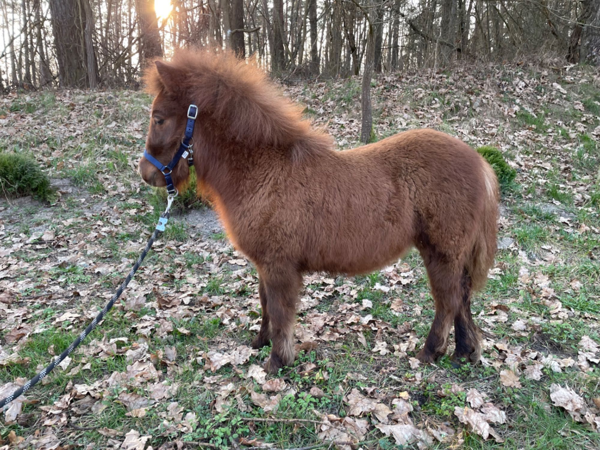 Ogierek kuc kucyk szetlandzki szetland Imno