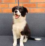 Border collie szczeniak suka