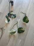 Monstera Variegata