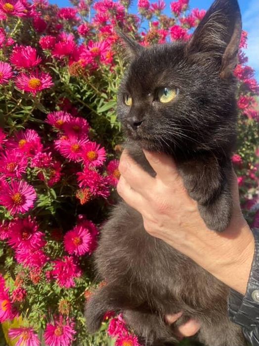 Дівчинка шукає люблячу сімью!