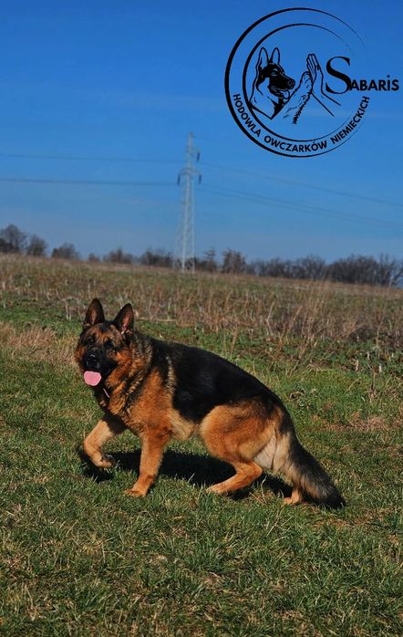 Owczarek niemiecki szczeniak