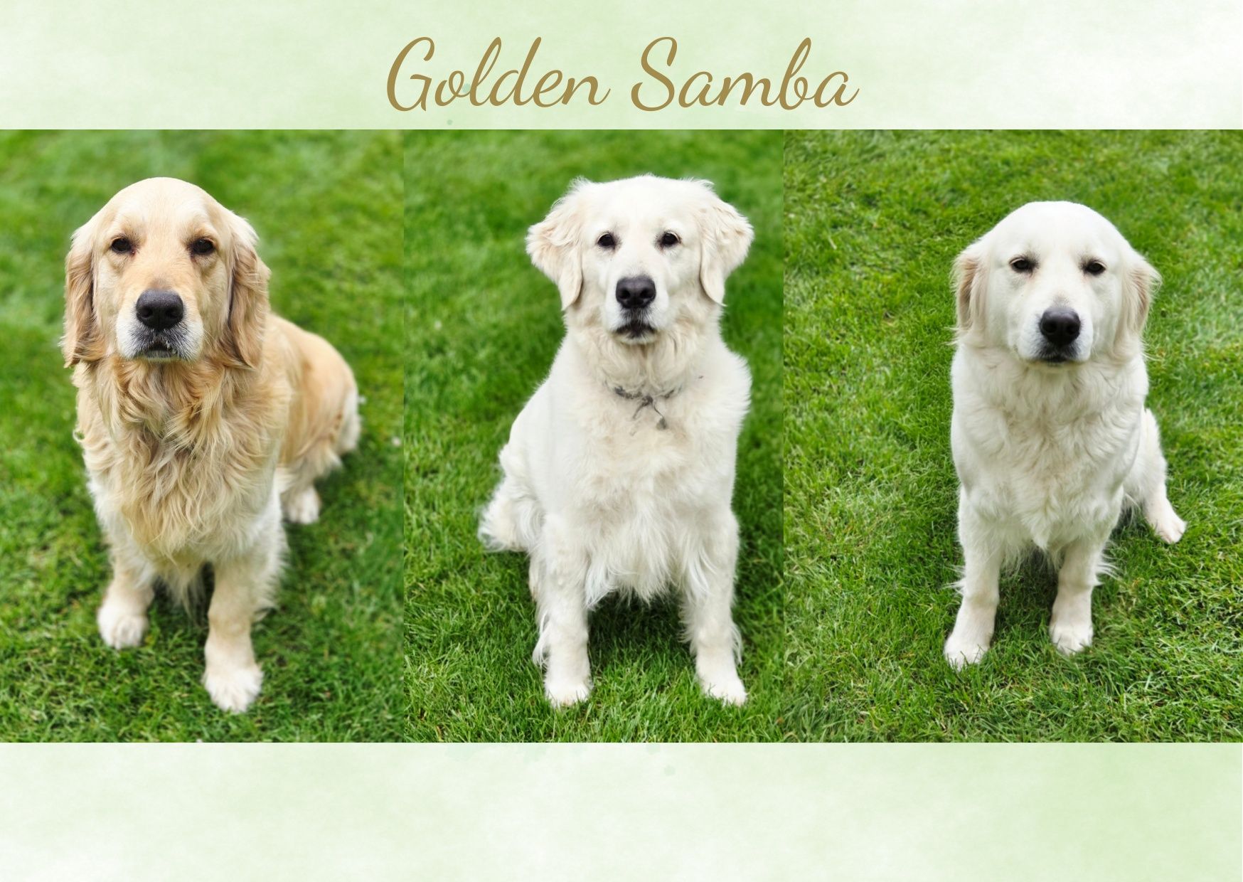 Golden Retriever szczeniak