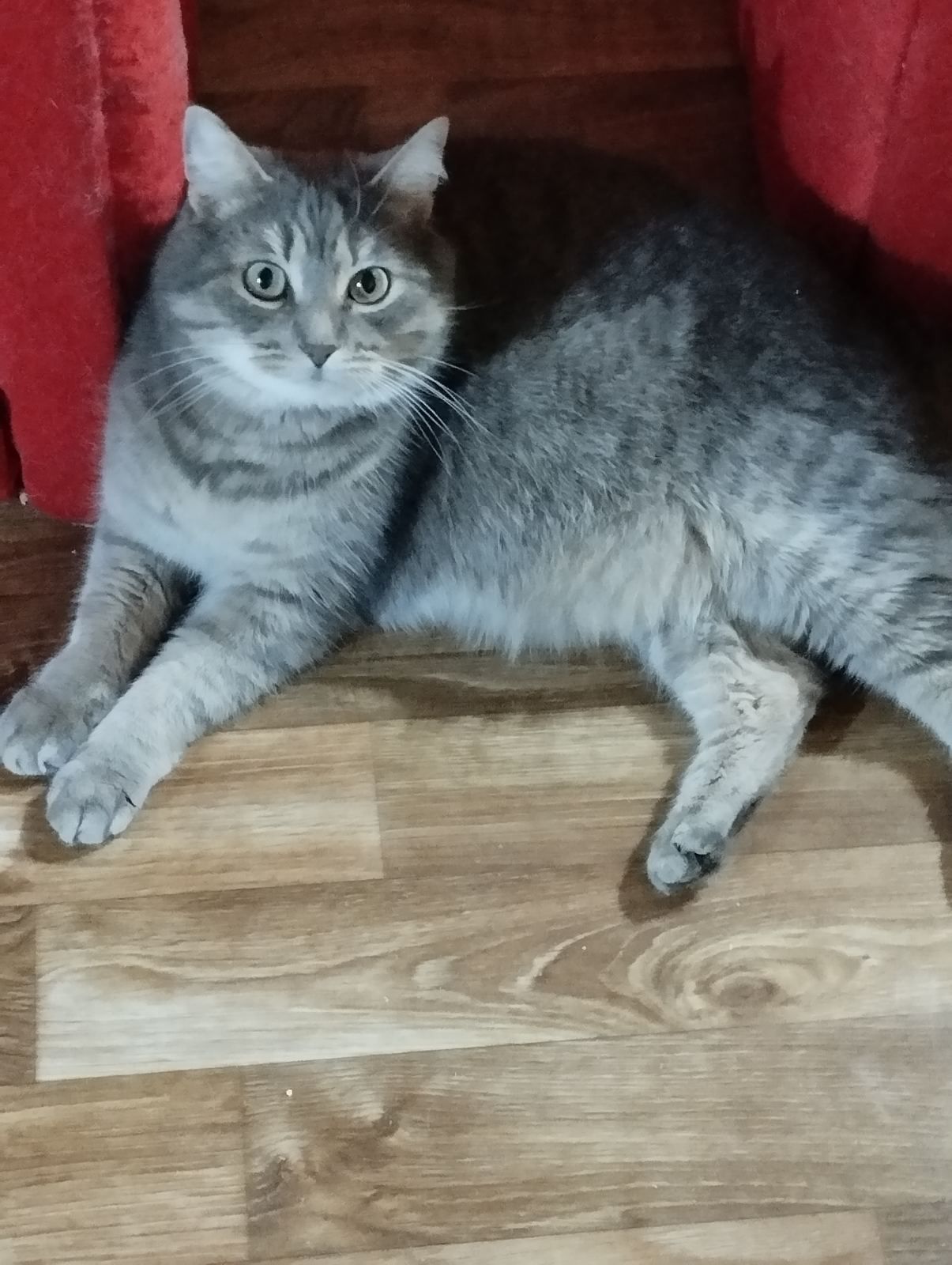 Передержка кошек и котов