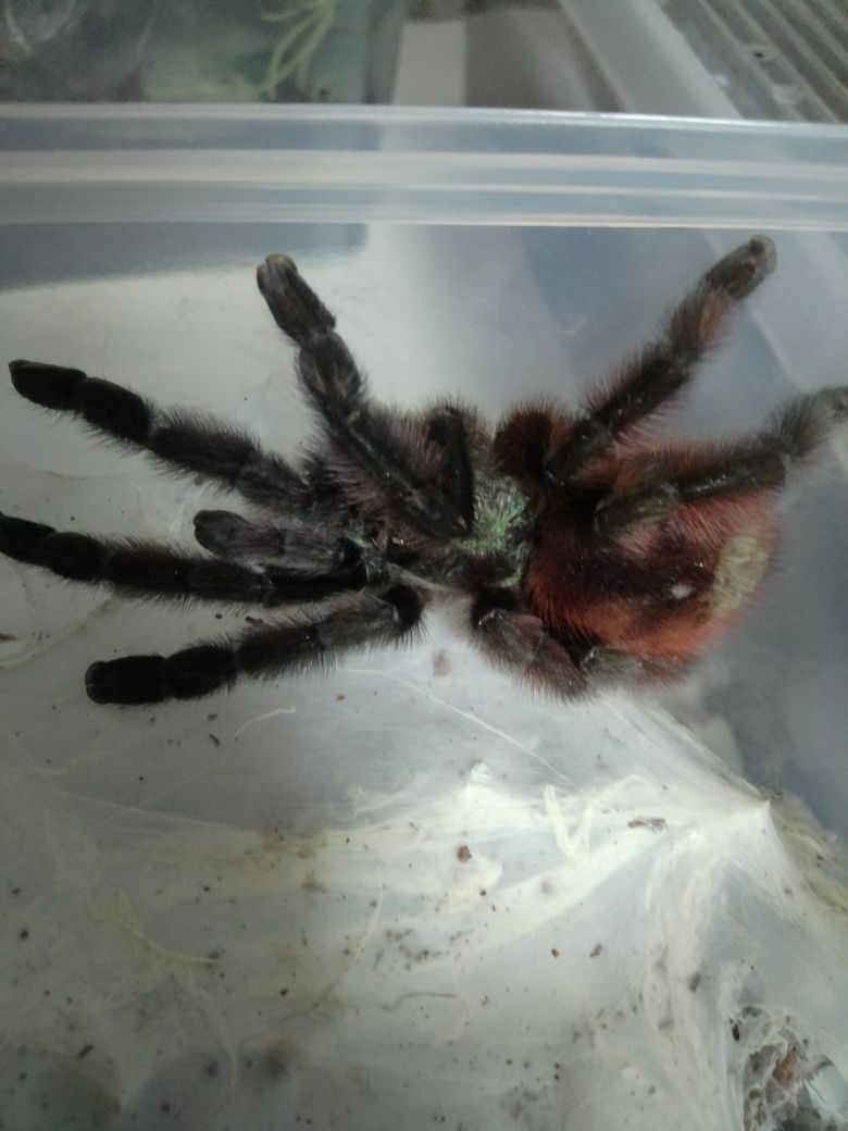 caribena versicolor samica 3,2/3,5+samiec