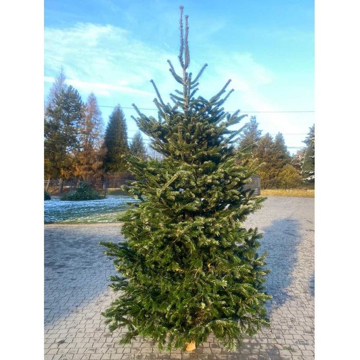 Choinka! Choinki! Ładne, gęste jodły i świerki z dostawą pod dom!