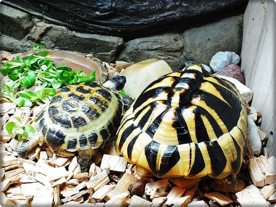 Duże Terrarium z szafką + Żółw / Żółwie z dokumentami i wyposażeniem