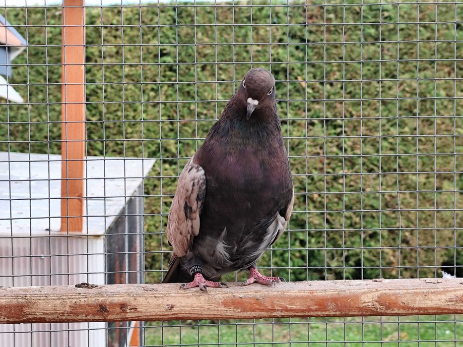 Gołębie mikołajewskie-kirowogradzkie