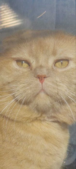 Гарний вислоухий  котик чекає дівчинку на в'язку