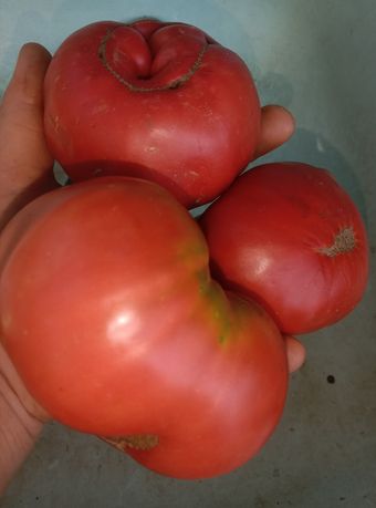 Насіння томатів, семена помидоров