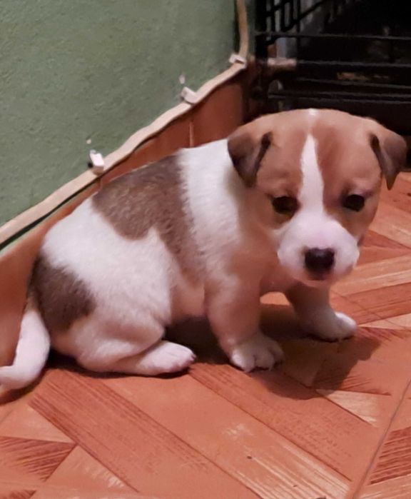 Jack Russel de Top de linhas importadas