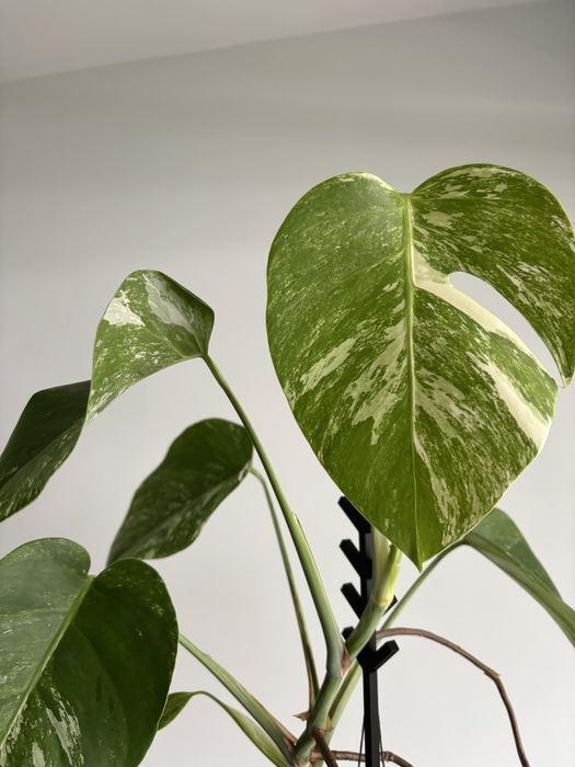 Monstera variegata, na sprzedaz cala ze zdjęć