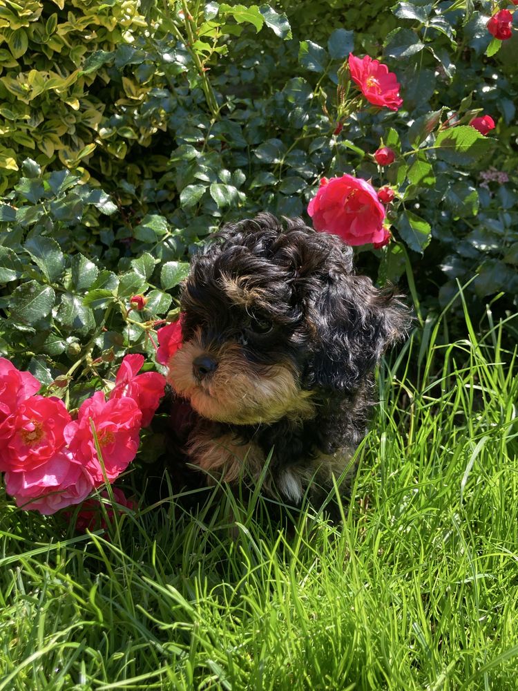 Cavapoo piesek czarno-podpalany