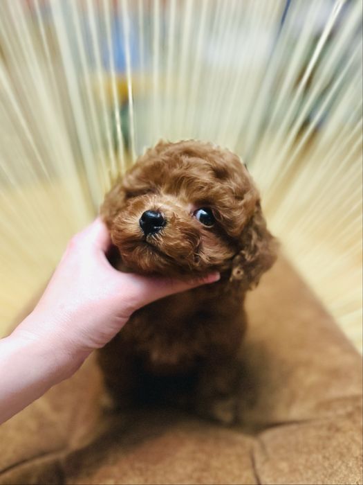 Хлопчик той пудель в міні розмірі