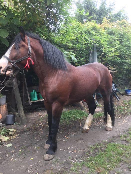 Ogier zimnokrwisty typ pogrubiony