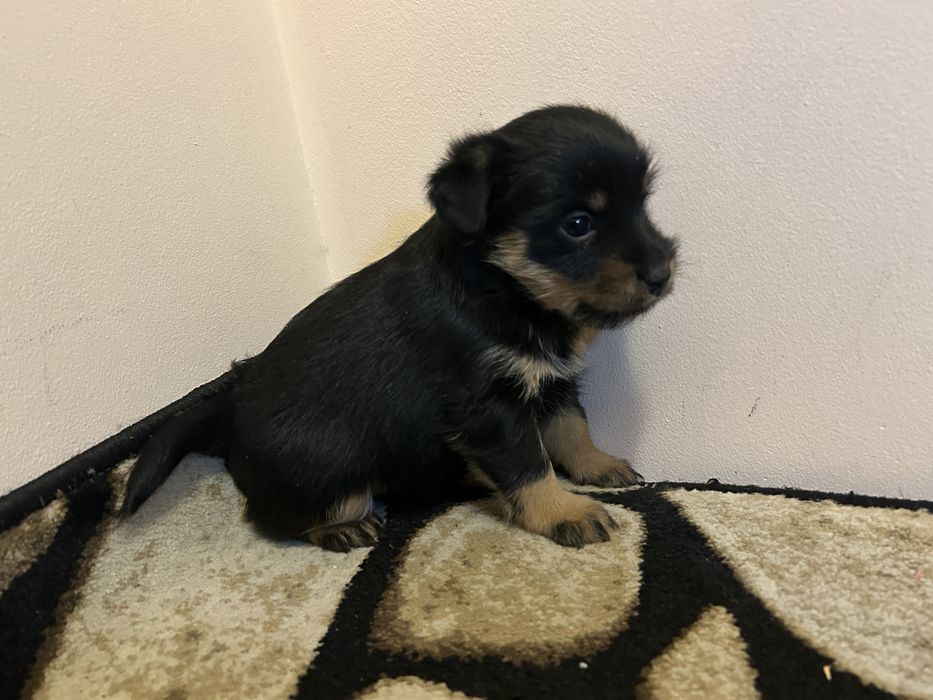 Pieski  w stylu jogdterier