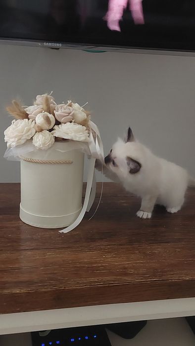 Przecudna koteczka ragdoll