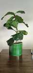Ficus natural verdadeira