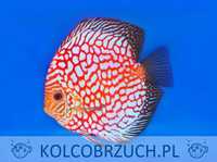 Paletka - Dyskowiec - PIGEON BLOOD - Symphysodon discus - dowóz